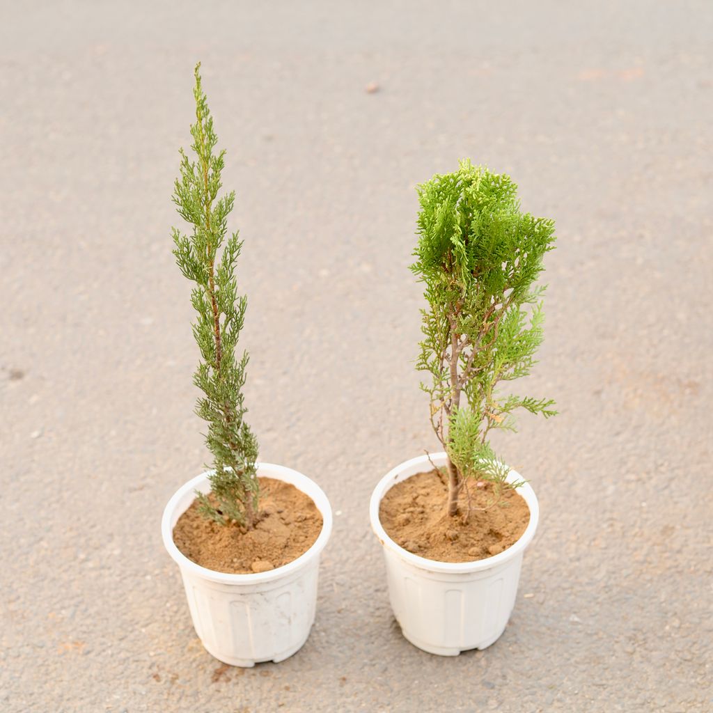 Set Of 2 - Pencil Pine & Morpankhi Golden in 6 Inch White Nursery Pot