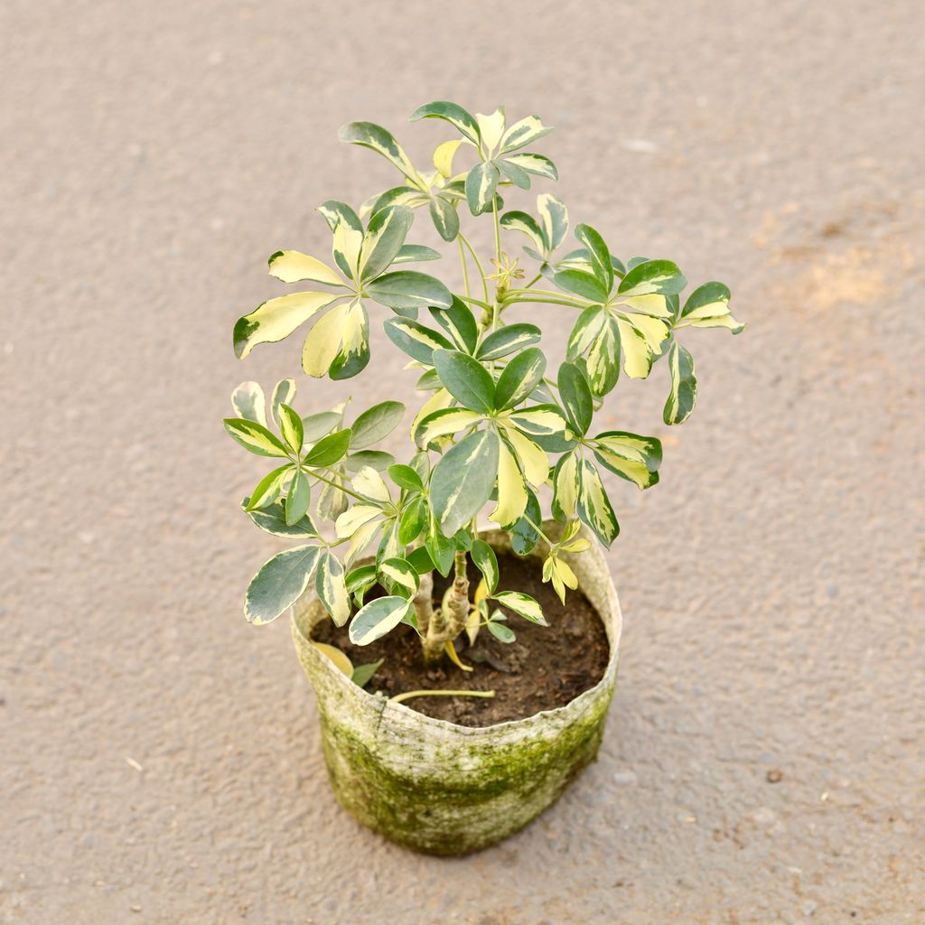 Schefflera Variegated in 7 Inch Nursery Bag