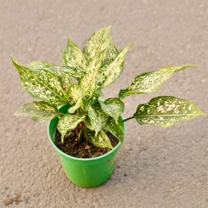 Buy Aglaonema Snow White in 6 Inch Nursery Pot Online | Urvann.com