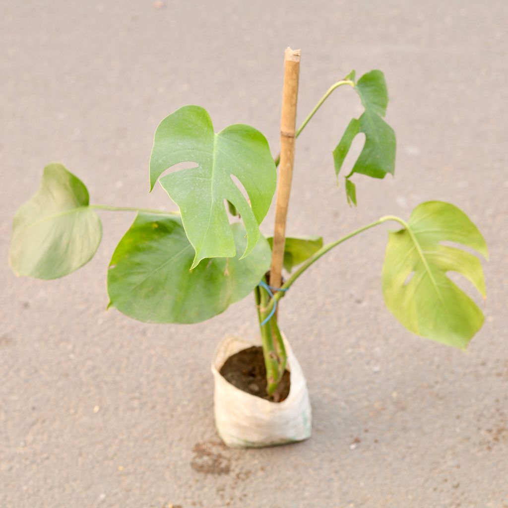 Monstera Deliciosa in 6 Inch Nursery Bag