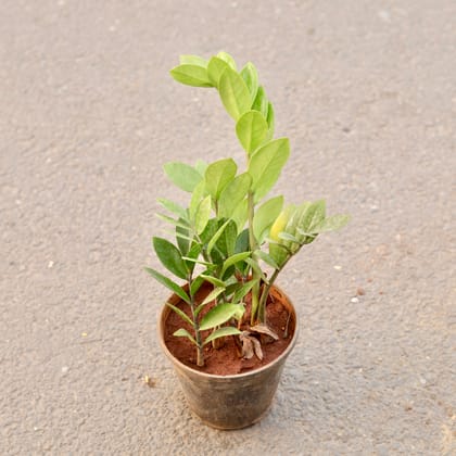 Buy Zz Green in 6 Inch Nursery Pot Online | Urvann.com