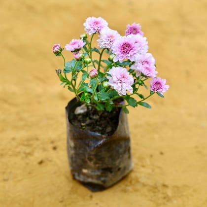 Chrysanthemum / Guldawari / Guldaudi (Any Colour) in 4 Inch Nursery Bag