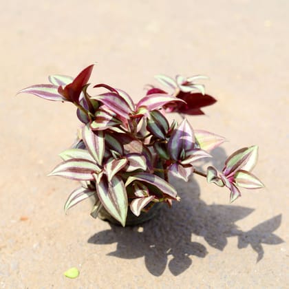 Wandering Jew in 4 Inch Nursery Pot