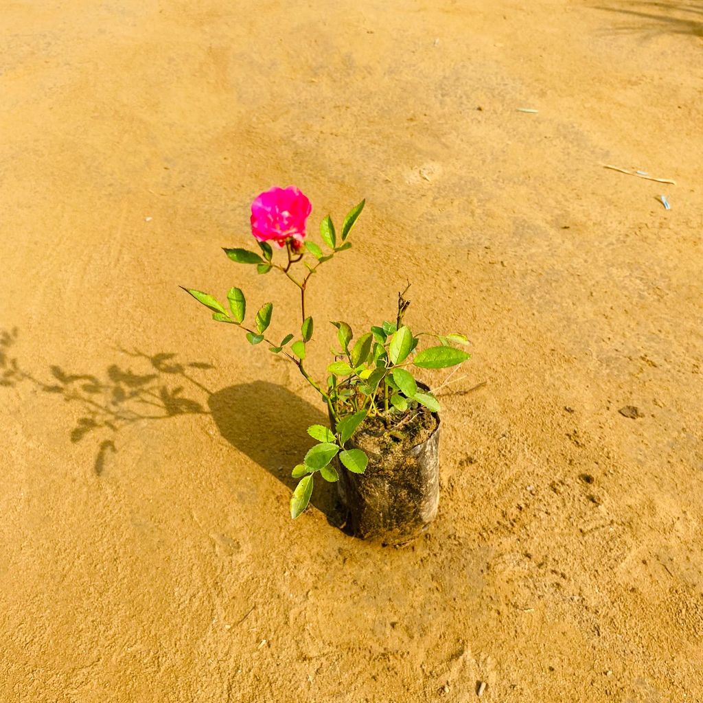 Miniature Rose (any colour) in 3 Inch Nursery Bag