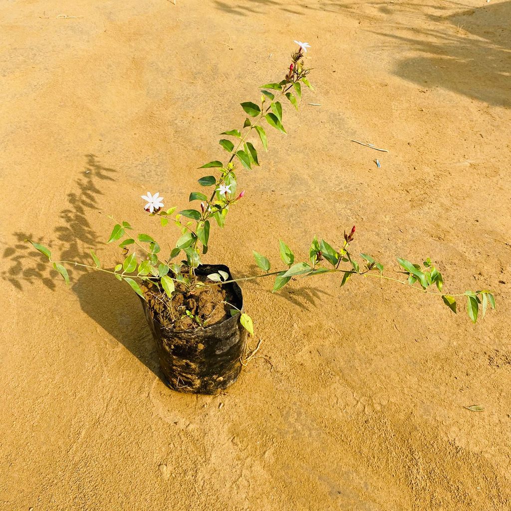 Juhi Bel / Jasmine Creeper in 5 inch Nursery Bag