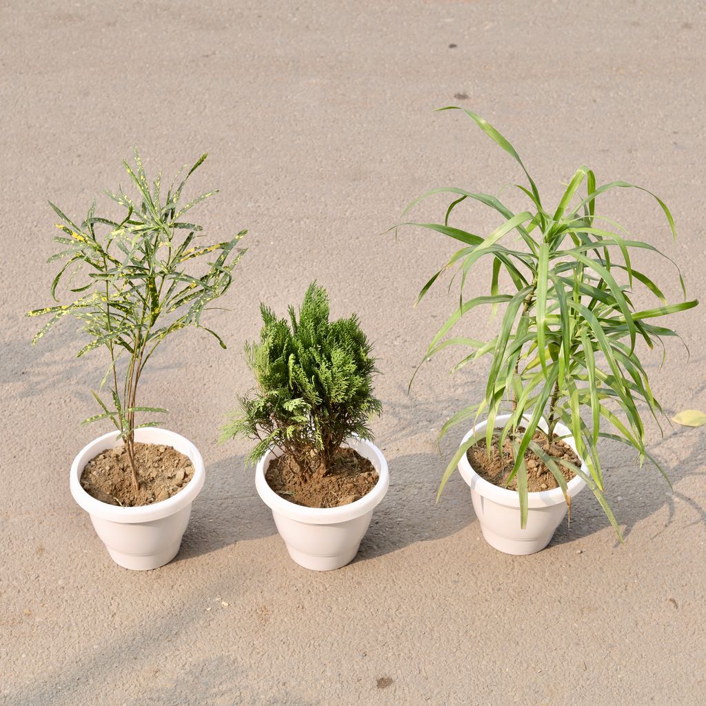 Set Of 3 - Morpankhi, Chironji Croton & Dracaena Long Leaf in 8 Inch Classy White Plastic Pot