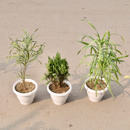 Buy Set Of 3 - Morpankhi, Chironji Croton & Dracaena Long Leaf in 8 Inch Classy White Plastic Pot Online | Urvann.com