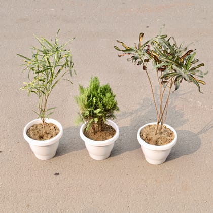 Buy Set Of 3 - Morpankhi, Chironji Croton & Croton Golden in 8 Inch Classy White Plastic Pot Online | Urvann.com