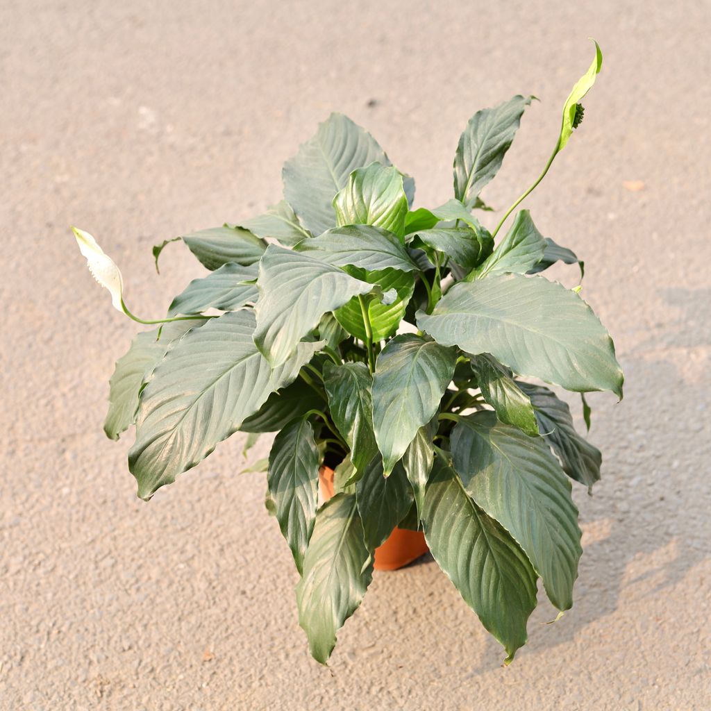 Peace Lily in 6 Inch Nursery Pot