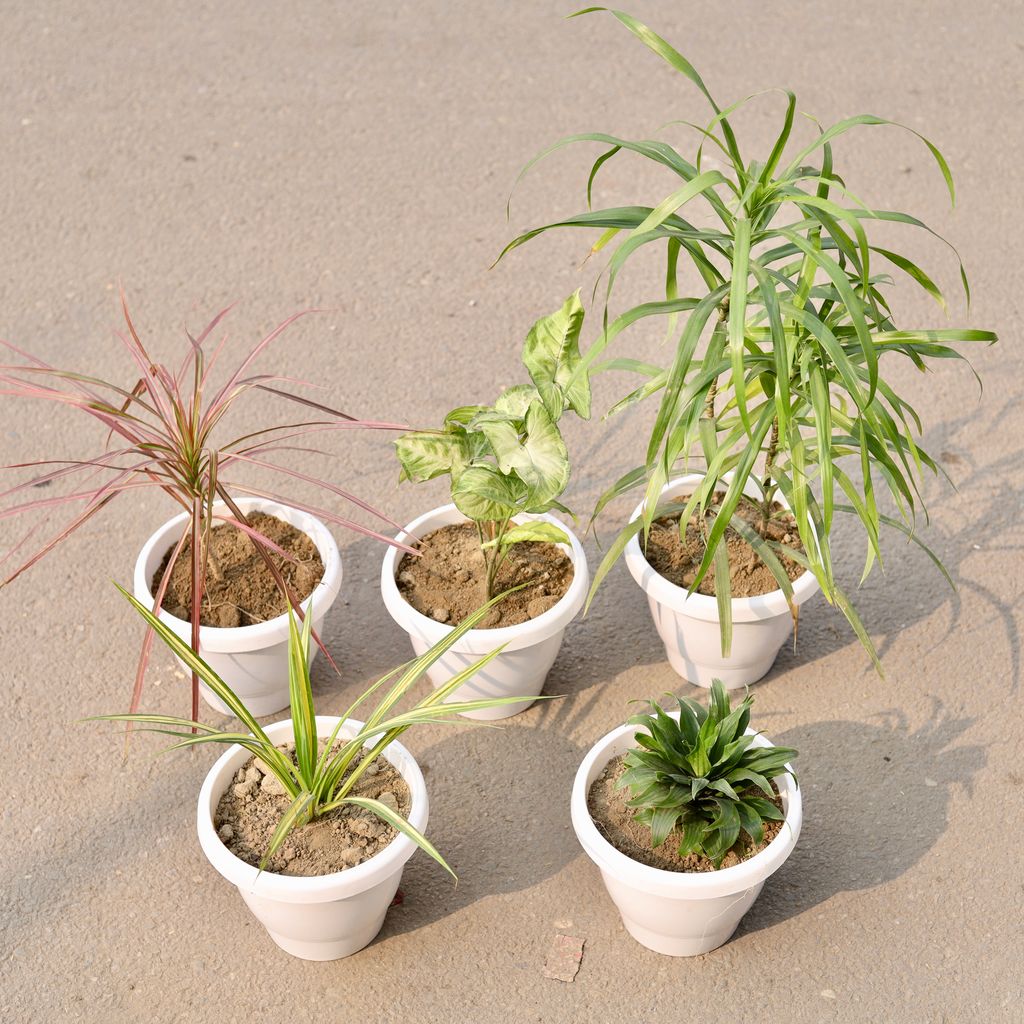 Set Of 5 - Spider, Dracaena Compacta, Dracaena Colorama Red, Syngonium White & Dracaena Long Leaf in 8 Inch Classy White Plastic Pot