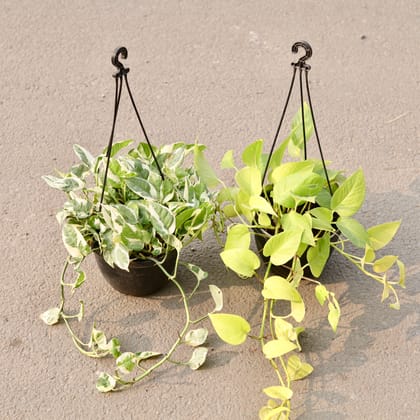 Buy Set Of 2 - Money Plant Golden & N'Joy in 6 Inch Black Hanging Plastic Pot Online | Urvann.com