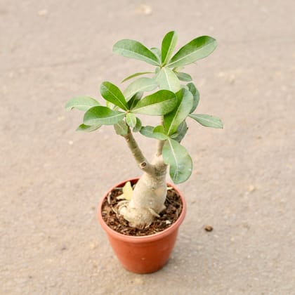 Buy Adenium Bonsai (Grafted) in 6 Inch Nursery Pot Online | Urvann.com