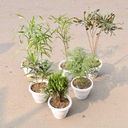 Buy Set Of 6 - Morpankhi, Araucaria, Dracaena Long Leaf, Dracaena Reflexa, Croton Golden & Chironji Croton in 8 Inch Classy White Plastic Pot Online | Urvann.com