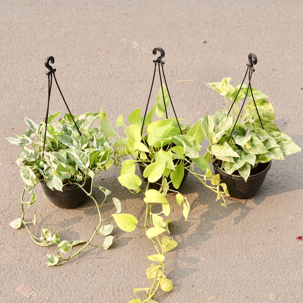 Set Of 3 - Money Plant Marble, Golden & N'Joy in 6 Inch Black Hanging Plastic Pot