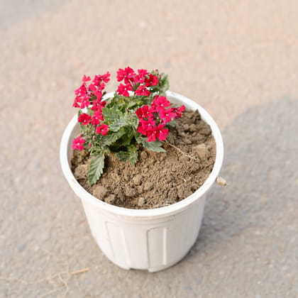 Buy Verbena (Any Colour) in 6 Inch White Nursery Pot Online | Urvann.com