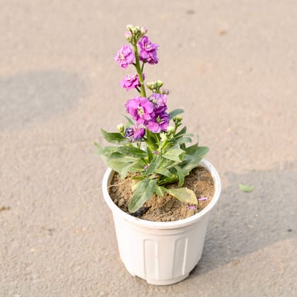 Buy Stock (Any Colour) in 6 Inch White Nursery Pot Online | Urvann.com