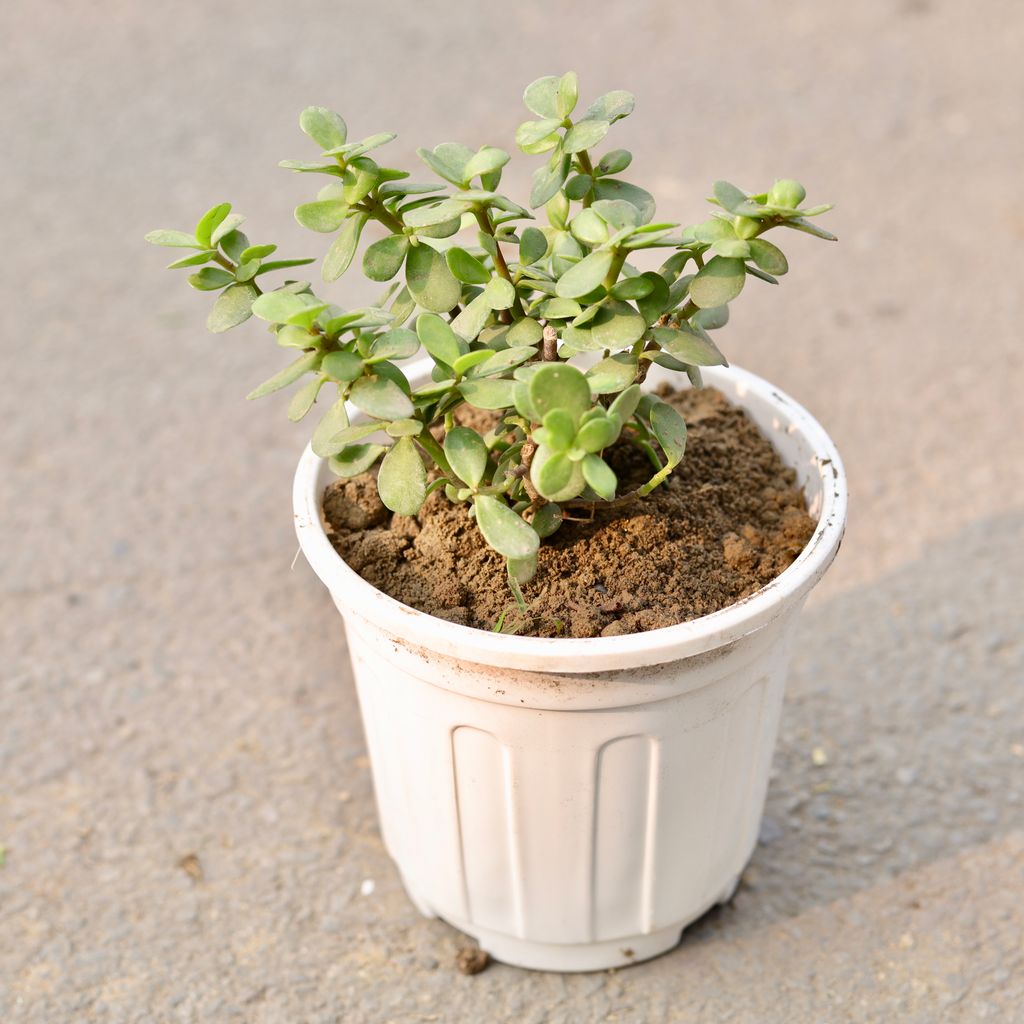 Lucky Jade in 6 Inch White Nursery Pot