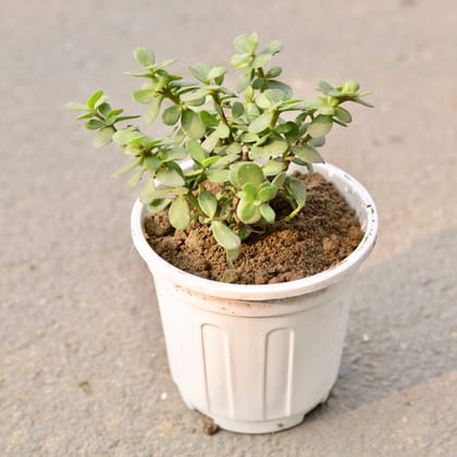 Buy Lucky Jade in 6 Inch White Nursery Pot Online | Urvann.com