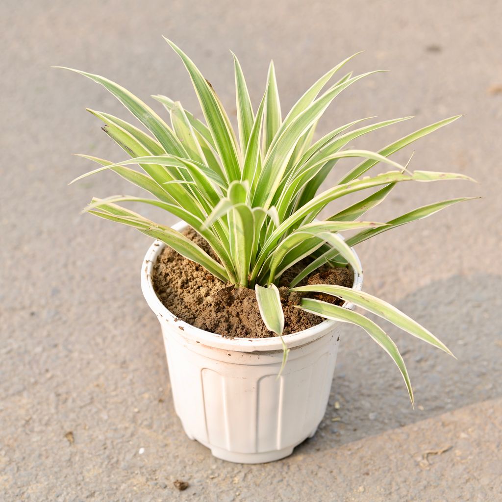 Spider in 6 Inch White Nursery Pot