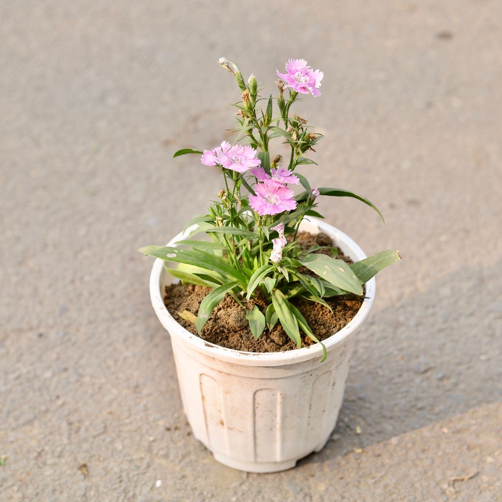 Dianthus (Any Colour) in 6 Inch White Nursery Pot