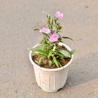 Buy Dianthus (Any Colour) in 6 Inch White Nursery Pot Online | Urvann.com