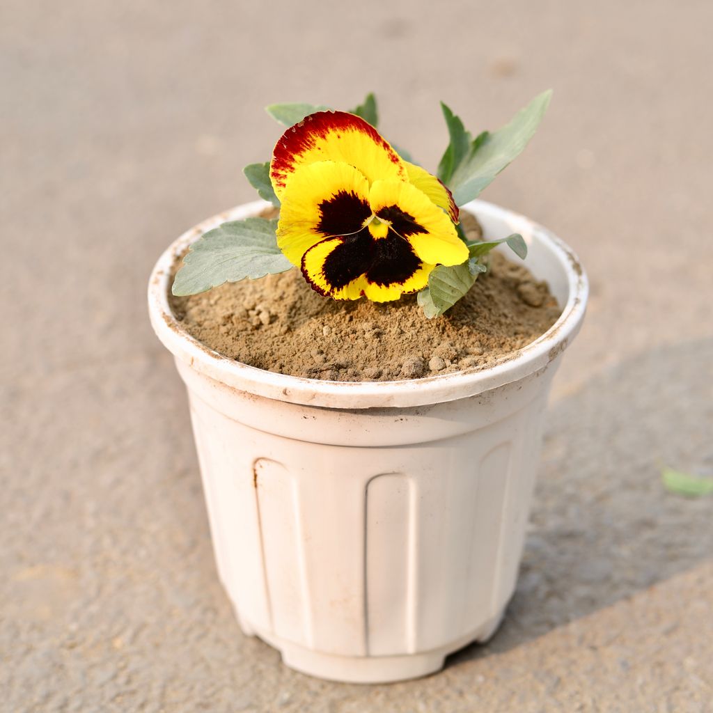 Pansy (Any Colour) in 6 Inch White Nursery Pot