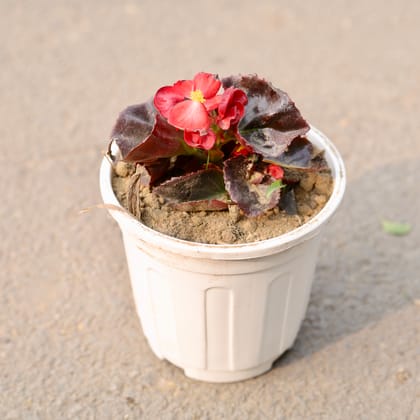 Buy Begonia (Any Colour) in 6 Inch White Nursery Pot Online | Urvann.com