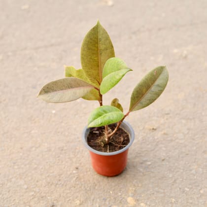 Buy Rubber Variegated in 4 Inch Nursery Pot Online | Urvann.com