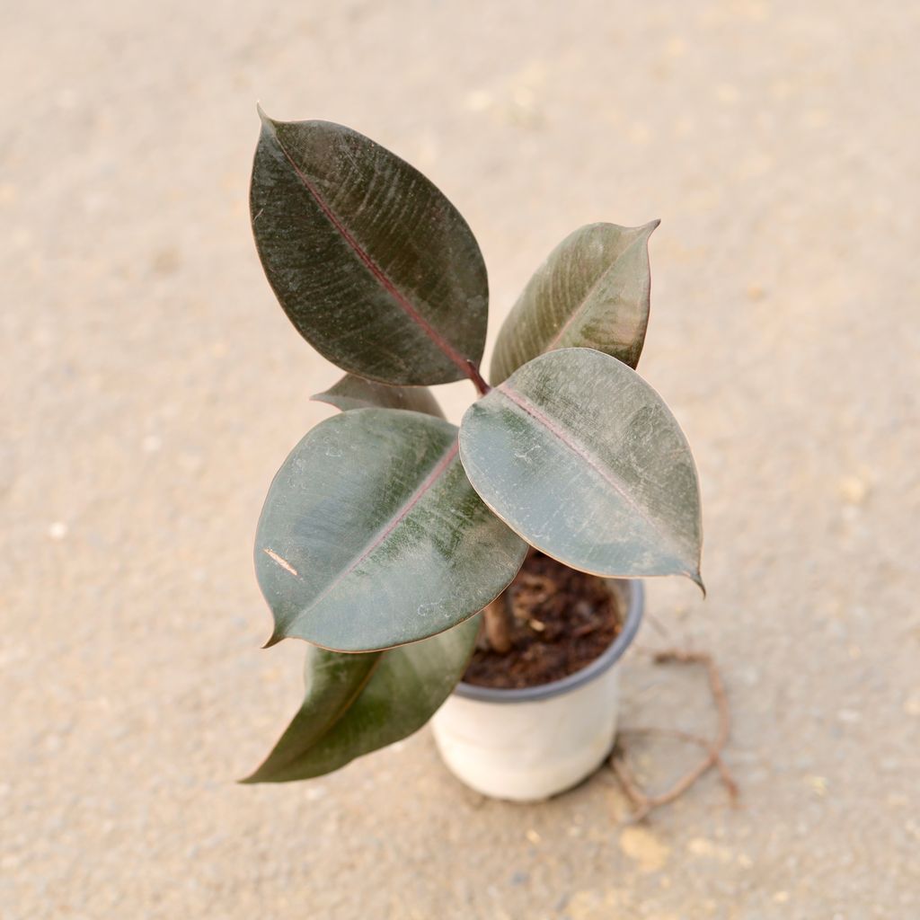 Rubber Black in 4 Inch Nursery Pot