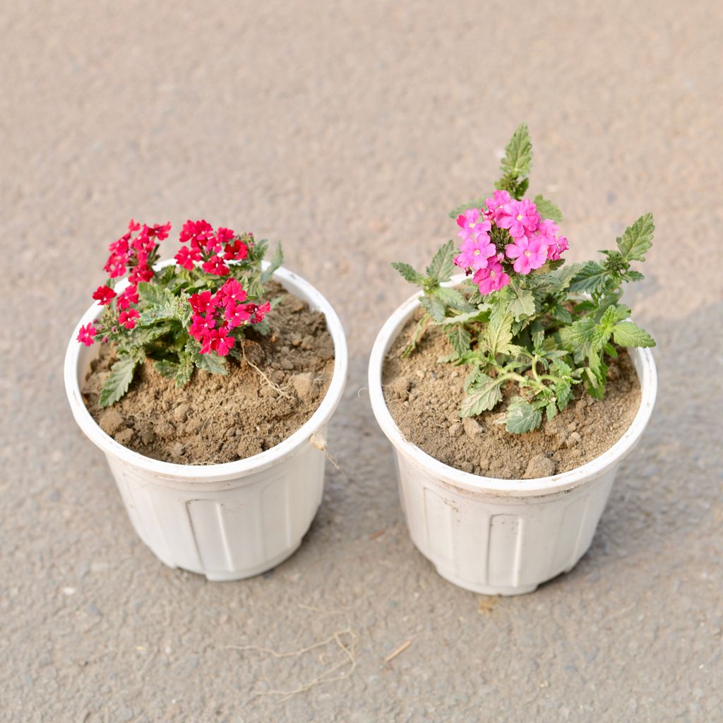 Set Of 2 - Verbena (Any Colour) in 6 Inch White Nursery Pot