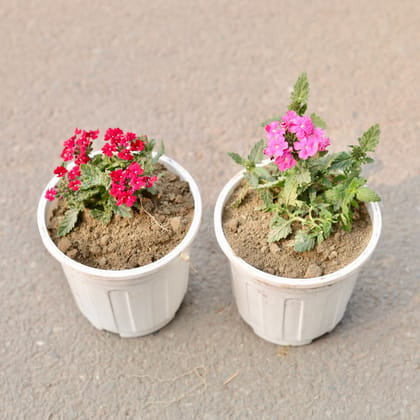 Buy Set Of 2 - Verbena (Any Colour) in 6 Inch White Nursery Pot Online | Urvann.com