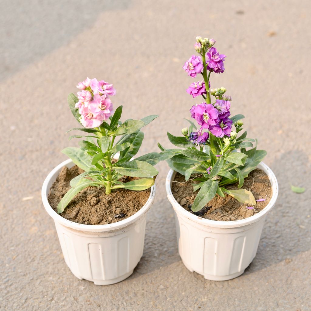 Set Of 2 - Stock (Any Colour) in 6 Inch White Nursery Pot