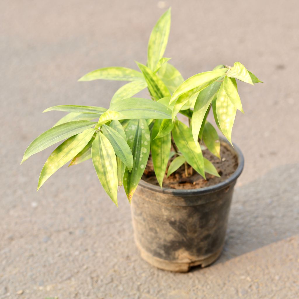 Chandni / Jasmine in 6 Inch Nursery Pot