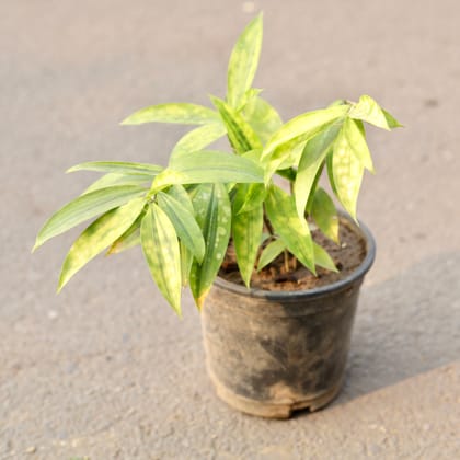 Buy Chandni / Jasmine in 6 Inch Nursery Pot Online | Urvann.com