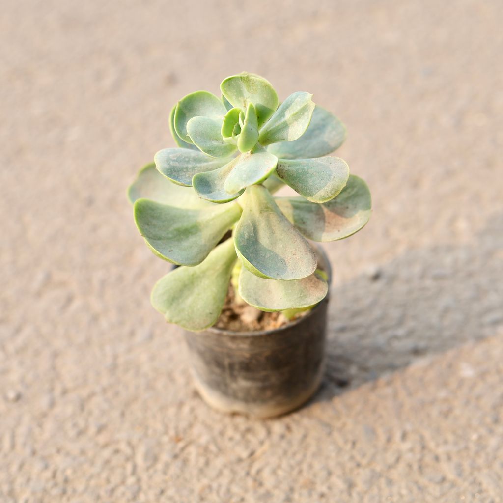 Echeveria Green Spoon Succulent in 3 Inch Nursery Pot