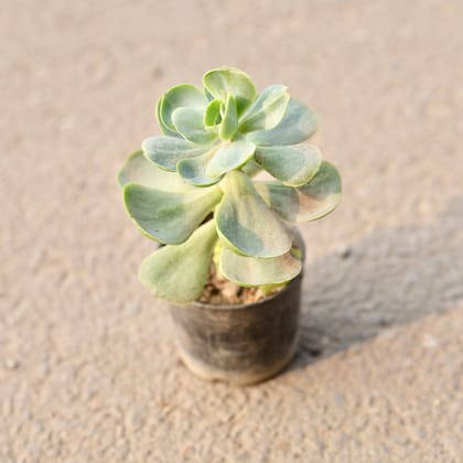 Buy Echeveria Green Spoon Succulent in 3 Inch Nursery Pot Online | Urvann.com