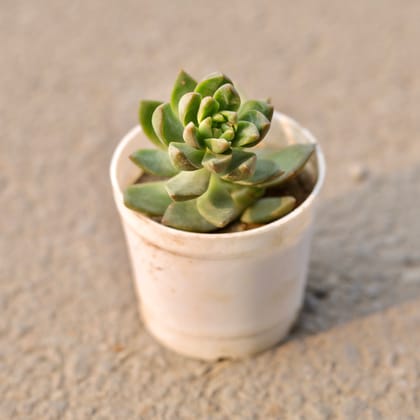 Buy Ecehveria Green Succulent in 3 Inch Nursery Pot Online | Urvann.com