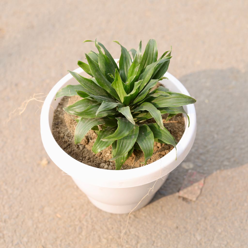 Dracaena Compacta in 8 Inch Classy White Plastic Pot