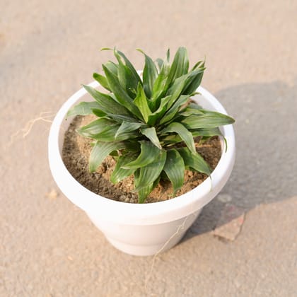 Buy Dracaena Compacta in 8 Inch Classy White Plastic Pot Online | Urvann.com