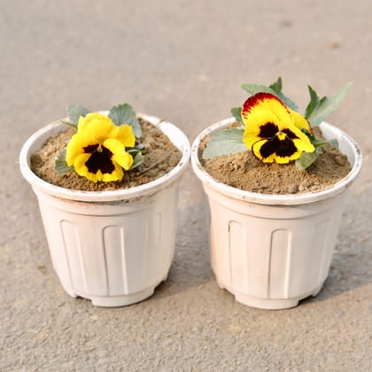 Buy Set Of 2 - Pansy (Any Colour) in 6 Inch White Nursery Pot Online | Urvann.com