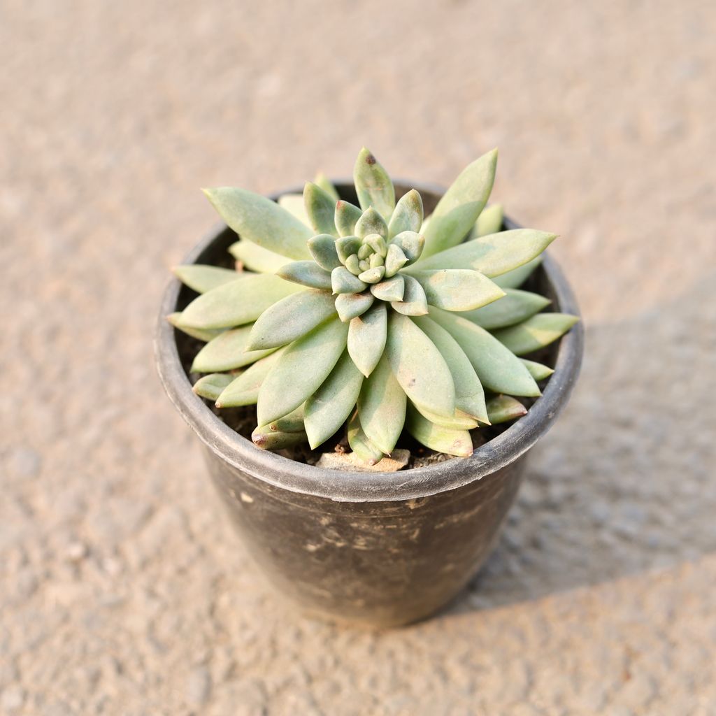 Echeveria Elegans Succulent in 4 Inch Nursery Pot