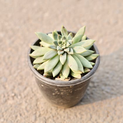 Buy Echeveria Elegans Succulent in 4 Inch Nursery Pot Online | Urvann.com