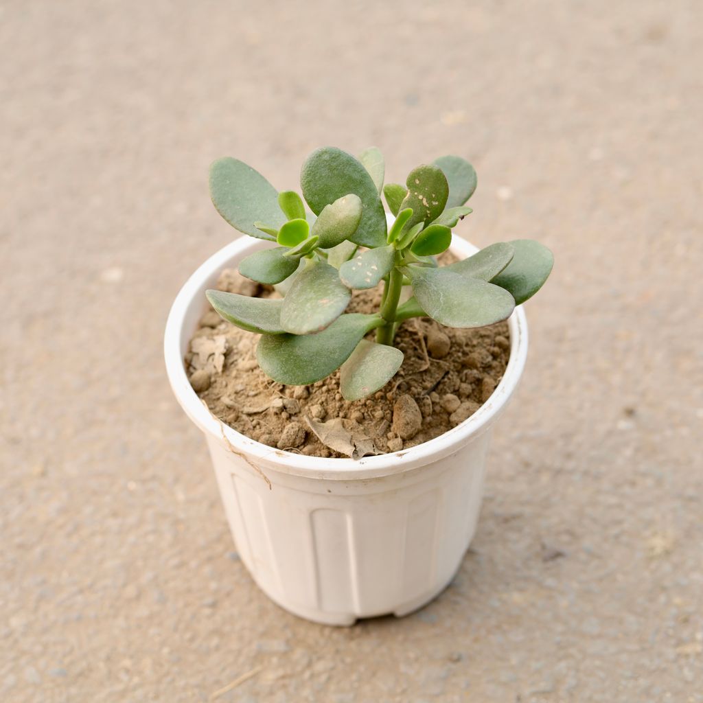 Crassula in 6 Inch White Nursery Pot