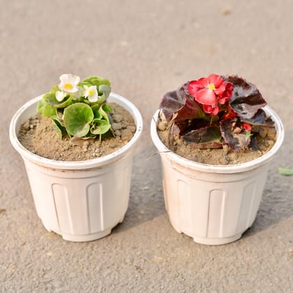 Buy Set Of 2 - Begonia (Any Colour) in 6 Inch White Nursery Pot Online | Urvann.com