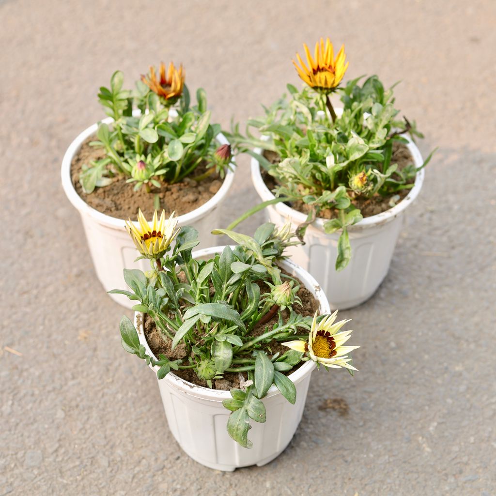 Set Of 3 - Gazania (Any Colour) in 6 Inch White Nursery Pot