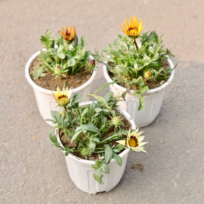 Buy Set Of 3 - Gazania (Any Colour) in 6 Inch White Nursery Pot Online | Urvann.com