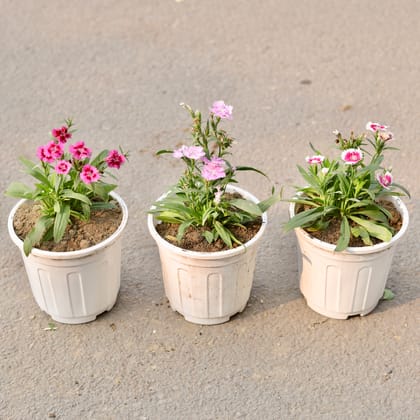 Buy Set Of 3 - Dianthus (Any Colour) in 6 Inch White Nursery Pot Online | Urvann.com