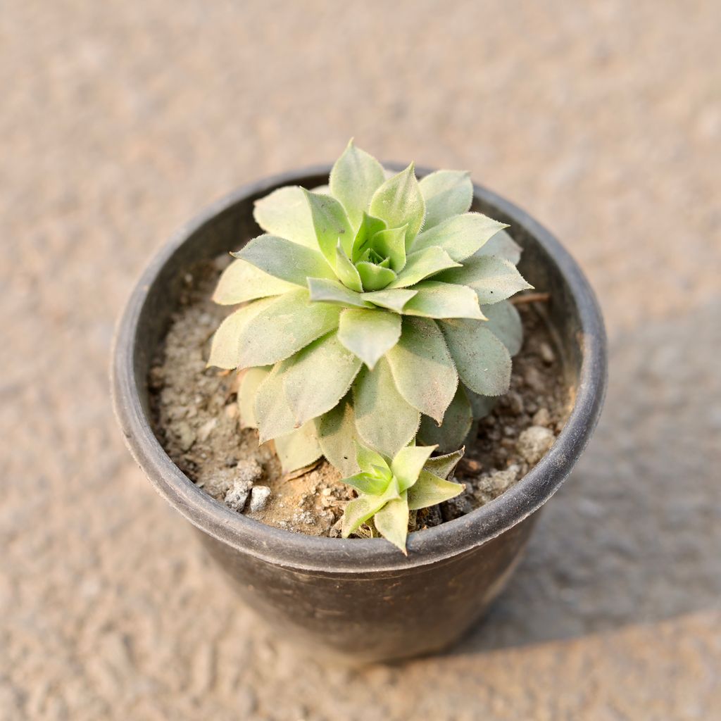 Lakshmi Kamal Succulent in 4 Inch Nursery Pot