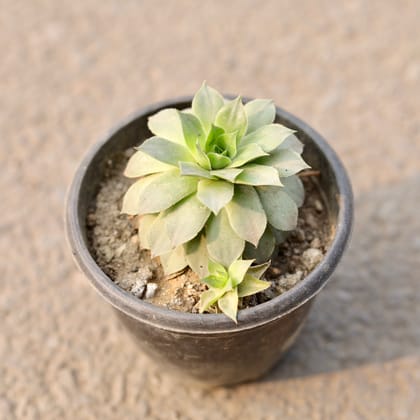 Buy Lakshmi Kamal Succulent in 4 Inch Nursery Pot Online | Urvann.com