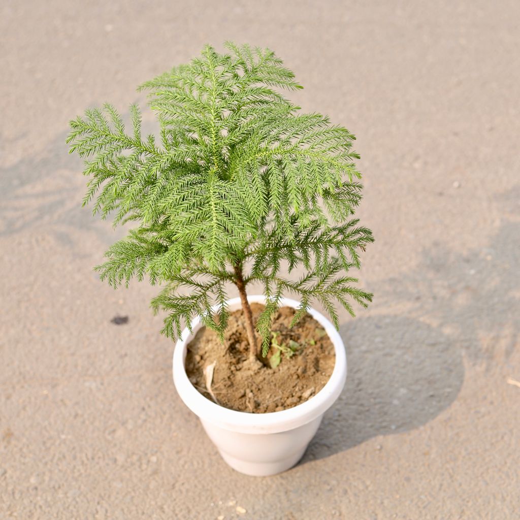 Araucaria / Christmas Tree in 8 Inch Classy White Plastic Pot